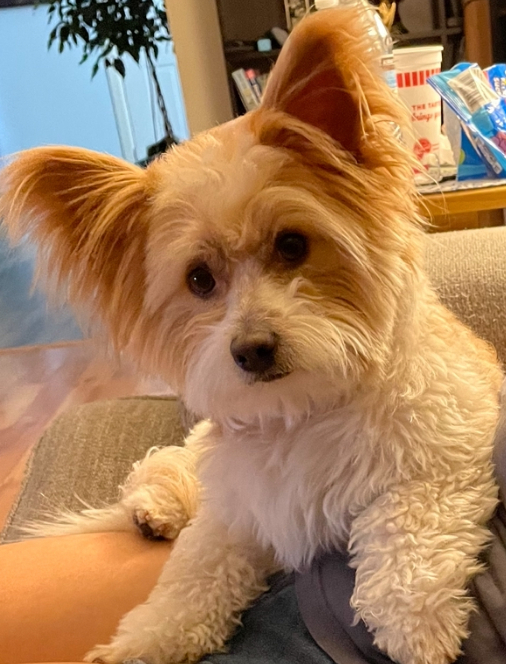 Wally, our adorable mascot, joyfully represents Desert Skies Local SEO!